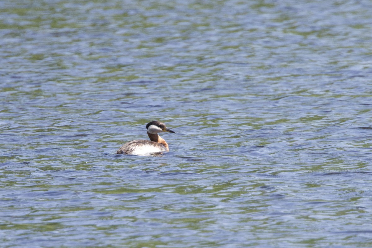 Red-necked Grebe - ML620382935