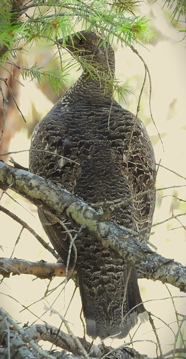 Dusky Grouse - Valentina Roumi