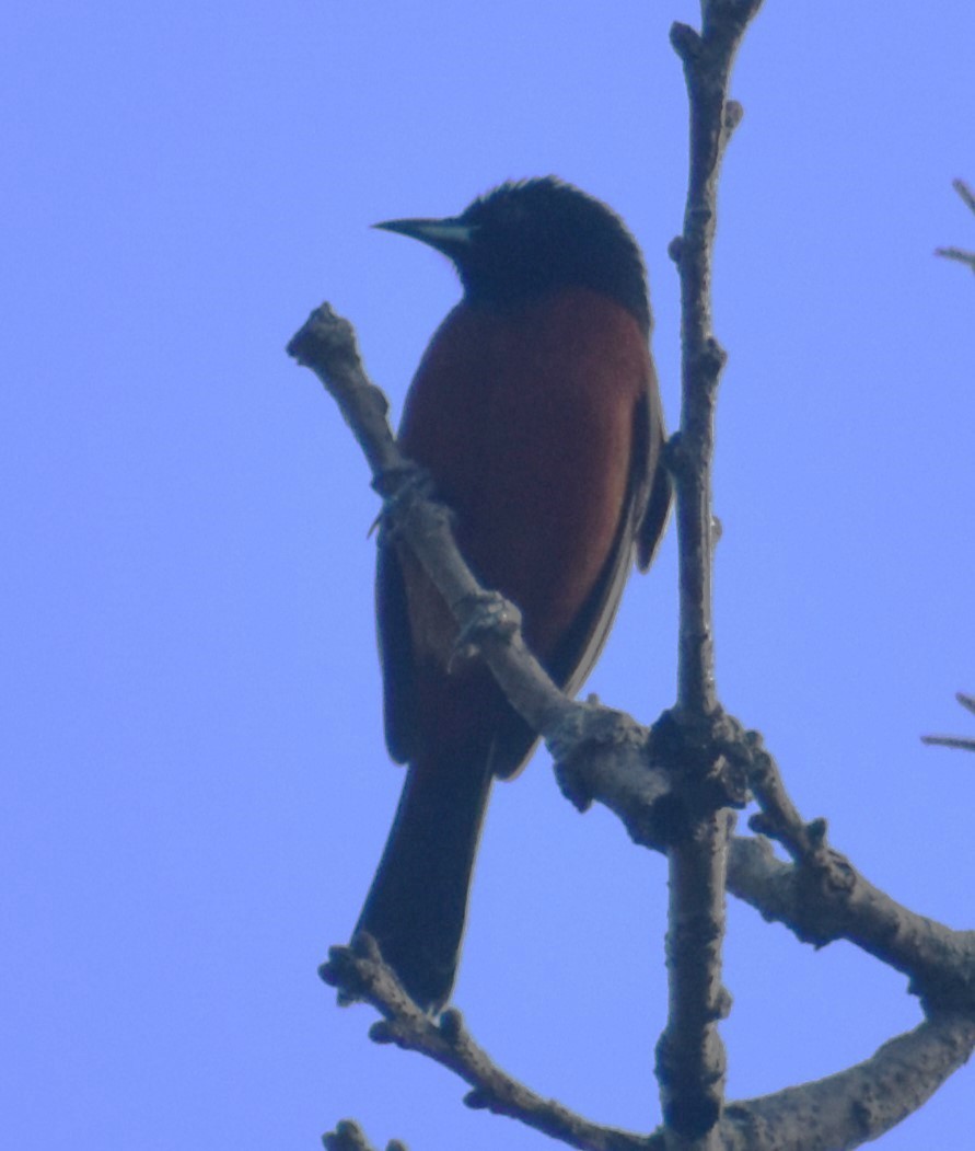 Orchard Oriole - ML620382937