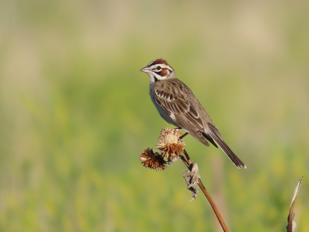 Lark Sparrow - ML620382944