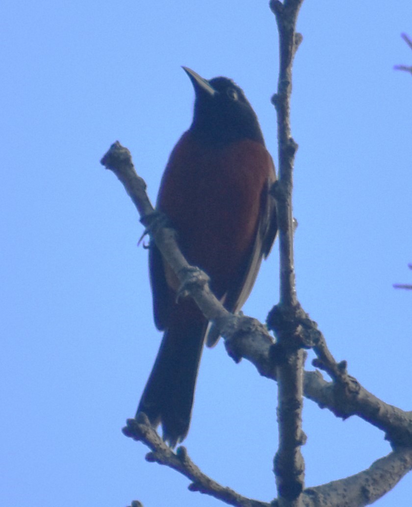 Orchard Oriole - ML620382945