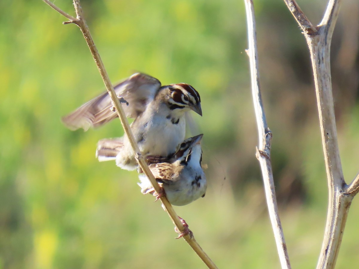 Lark Sparrow - ML620382948