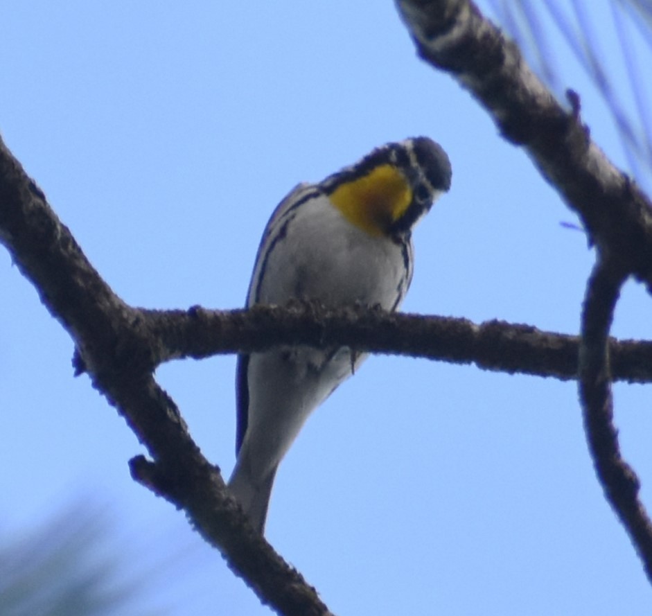 Yellow-throated Warbler - ML620382950