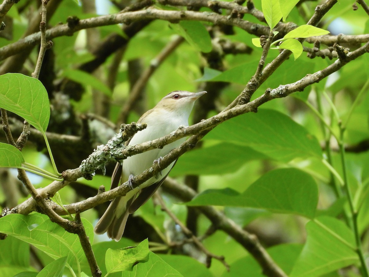 Vireo Ojirrojo - ML620382951