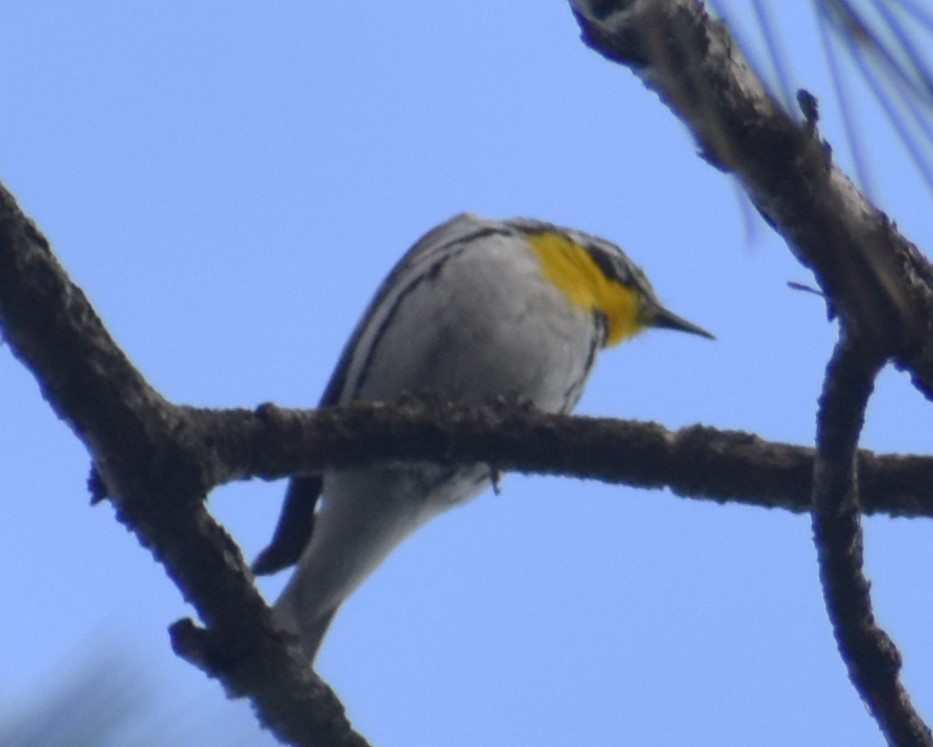 Yellow-throated Warbler - ML620382957