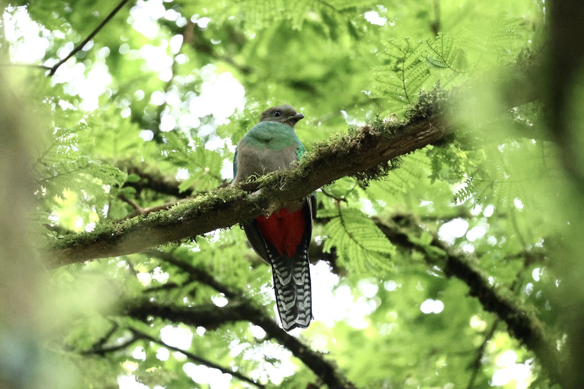 Resplendent Quetzal - ML620382980