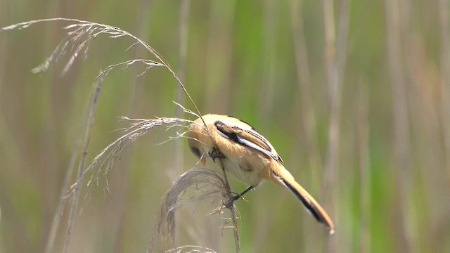 Усатая синица - ML620382988