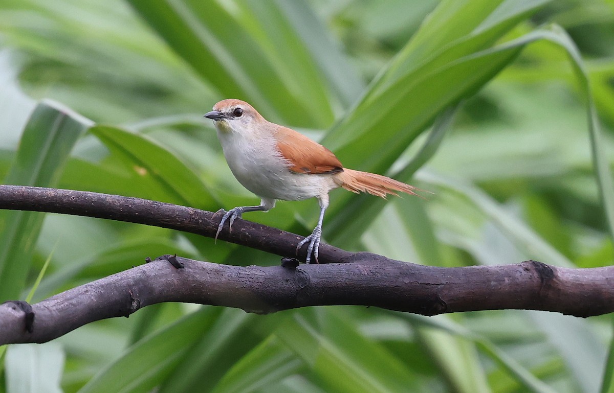 Yellow-chinned Spinetail - ML620382998