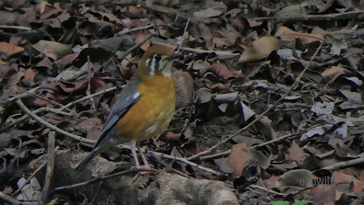 Orange-headed Thrush - ML620383001