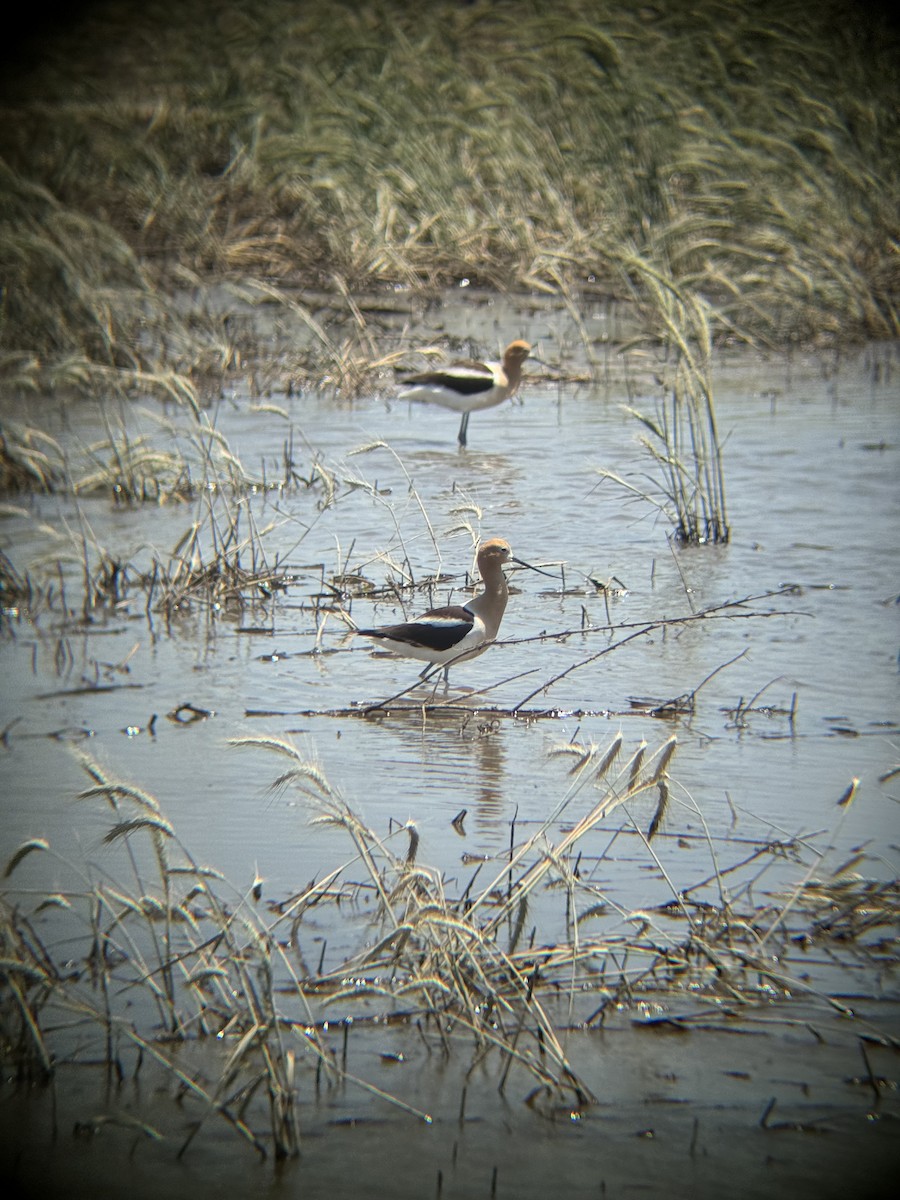 Avoceta Americana - ML620383004