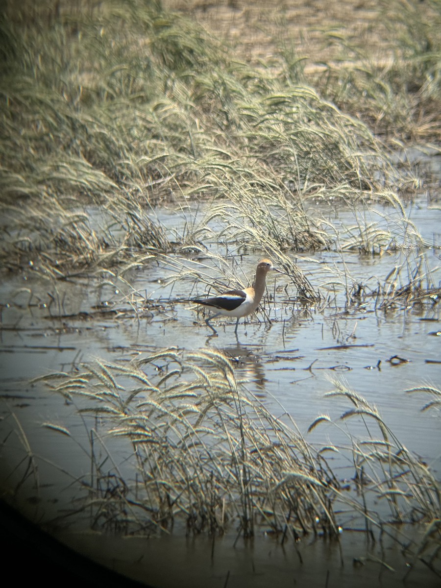 Avoceta Americana - ML620383006