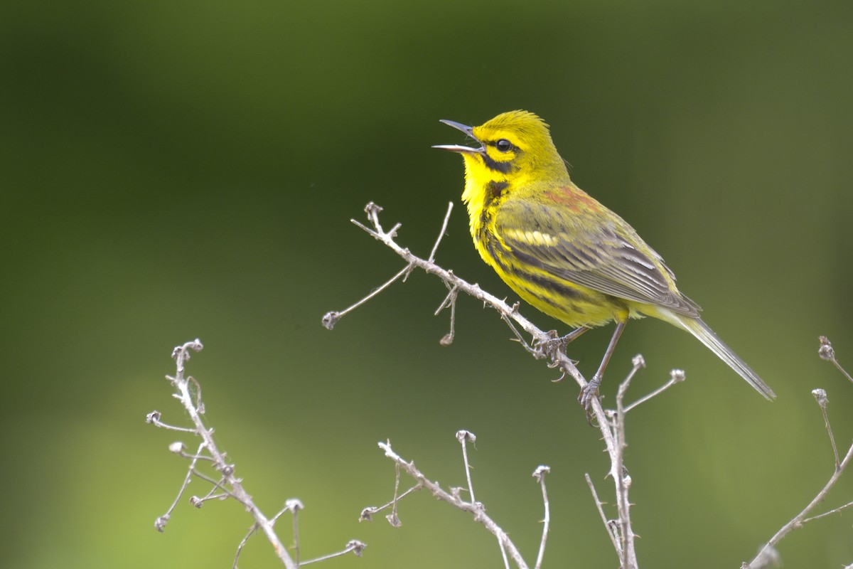 Prairie Warbler - ML620383007