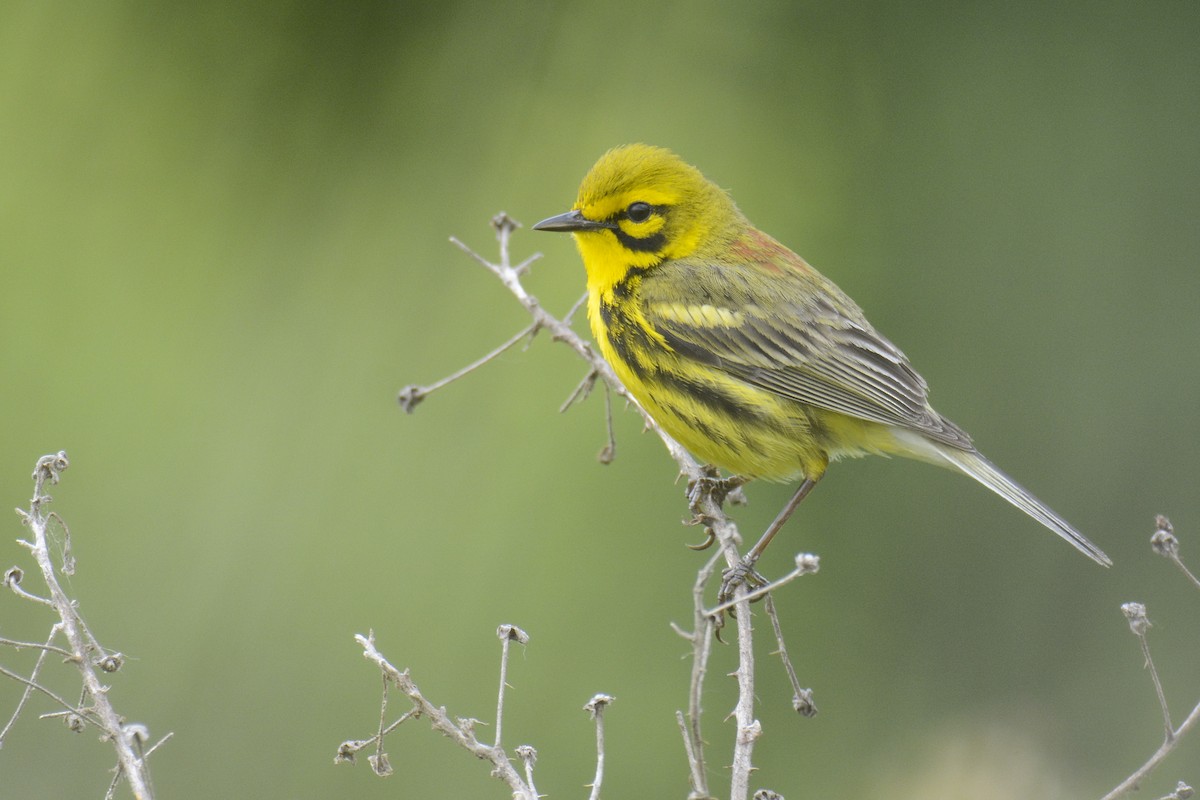 Prairie Warbler - ML620383008