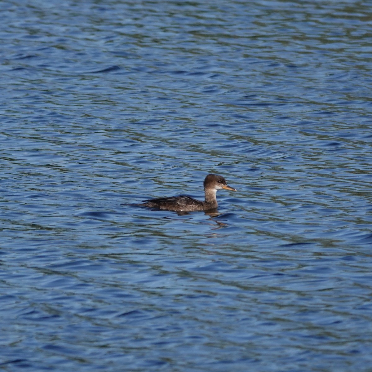 Hooded Merganser - ML620383009