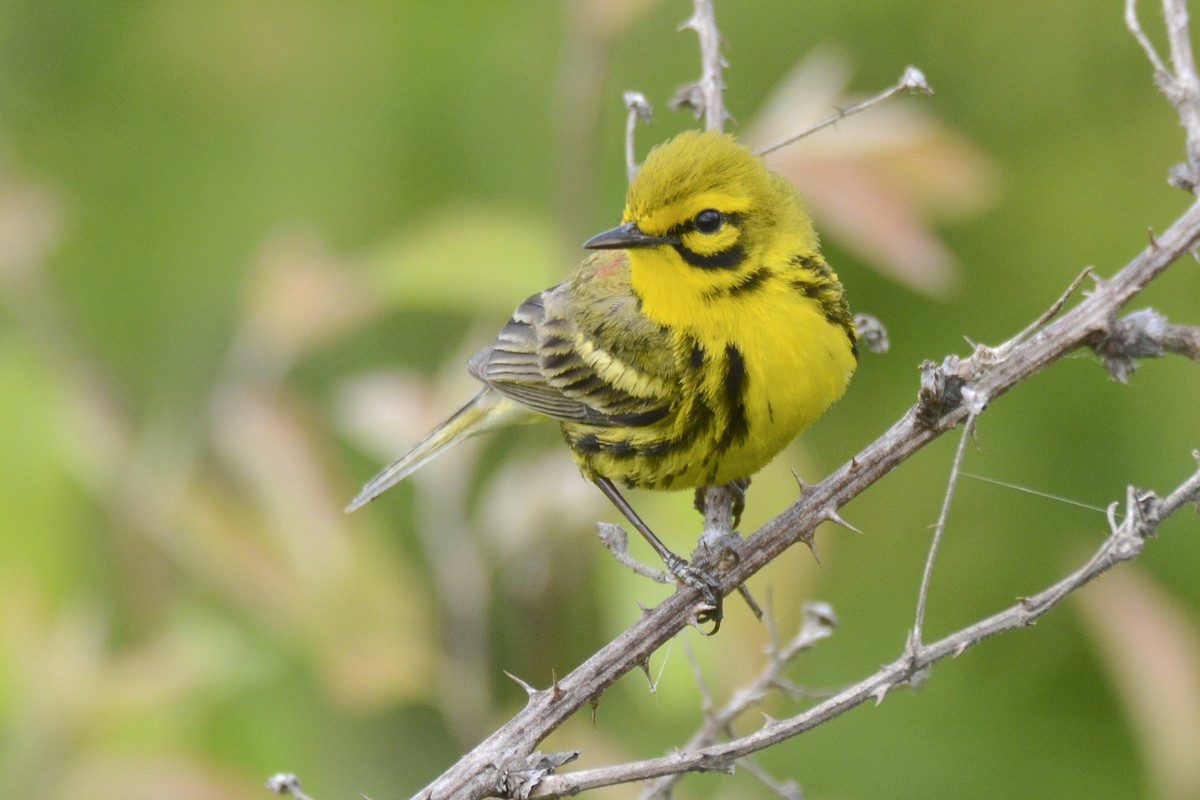 Prairie Warbler - ML620383011