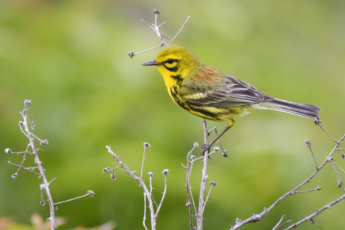 Prairie Warbler - ML620383012