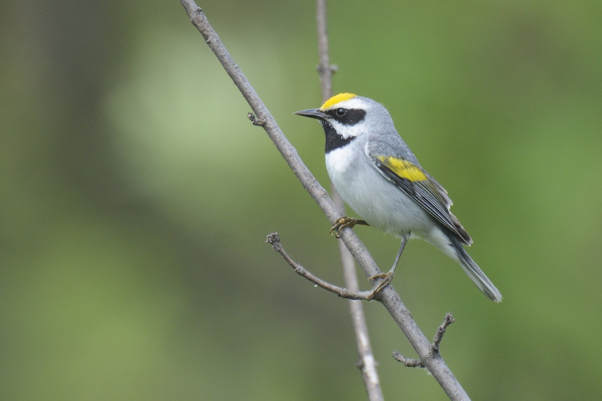 Golden-winged Warbler - ML620383015