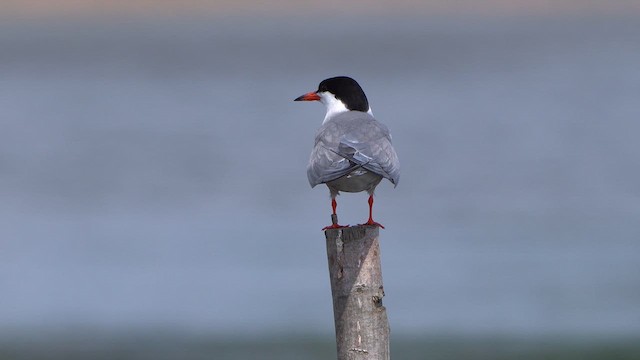 Common Tern - ML620383023