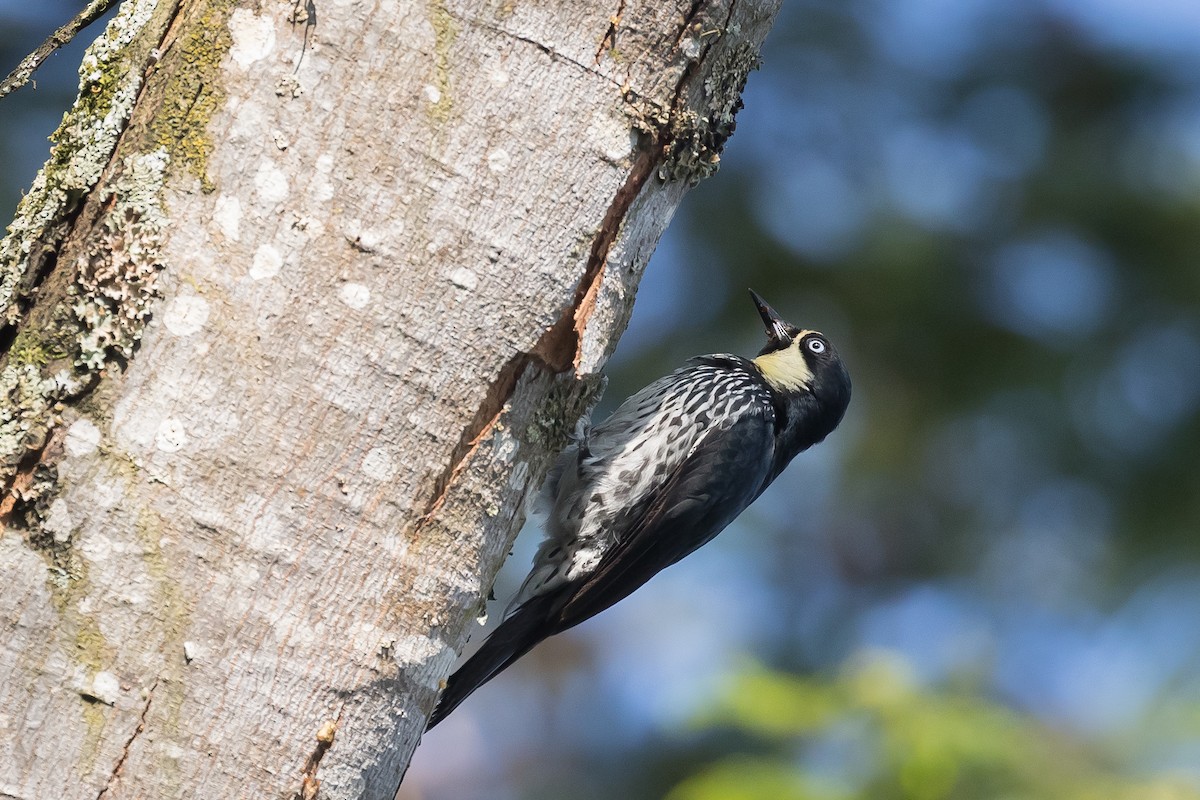 Acorn Woodpecker (Acorn) - ML620383036