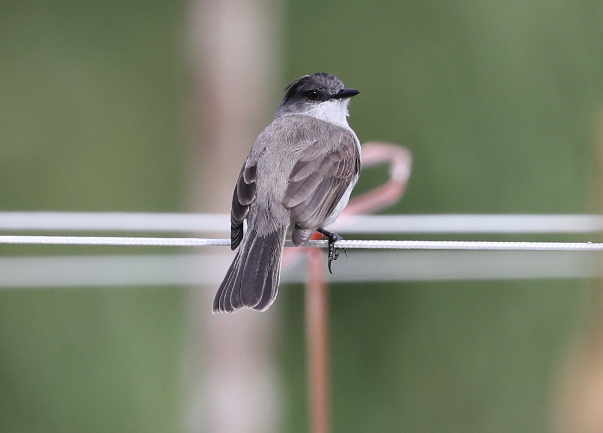 River Tyrannulet - ML620383041