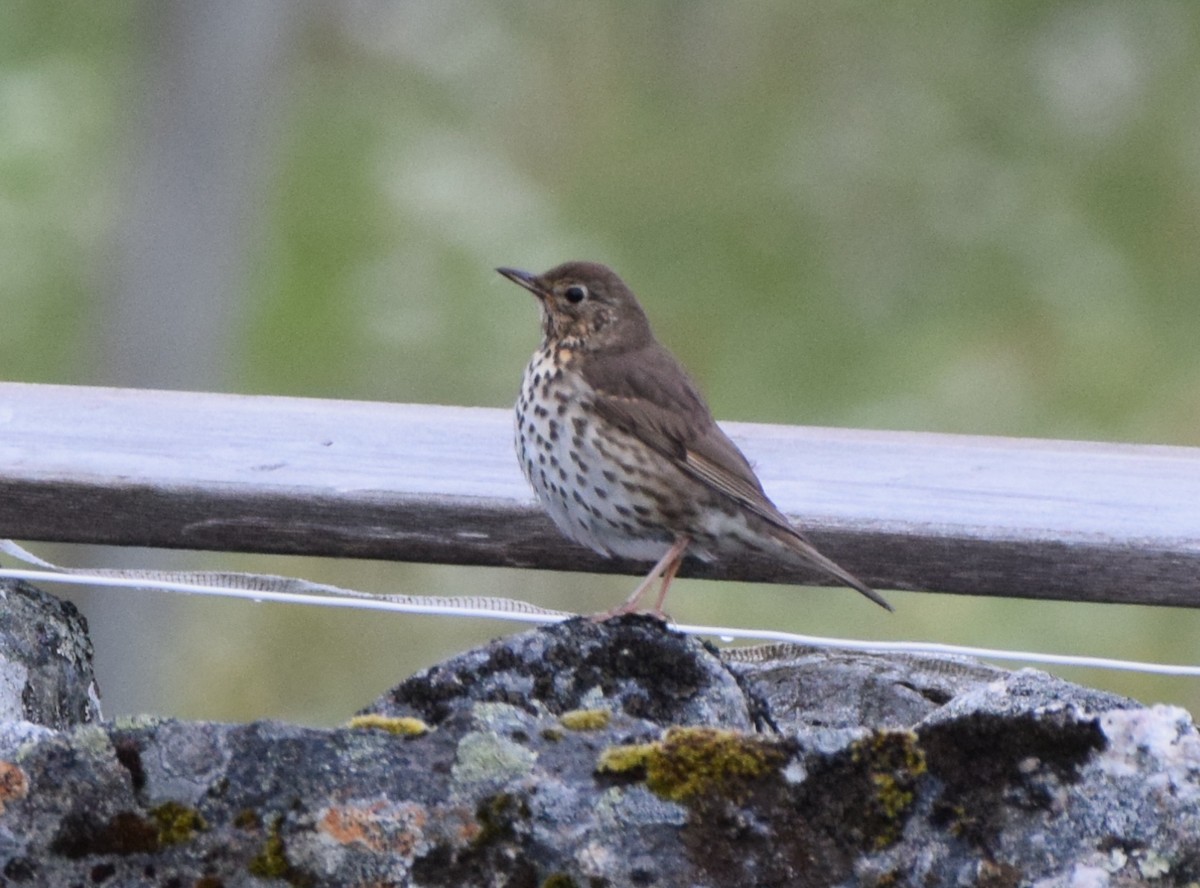 Song Thrush - ML620383045