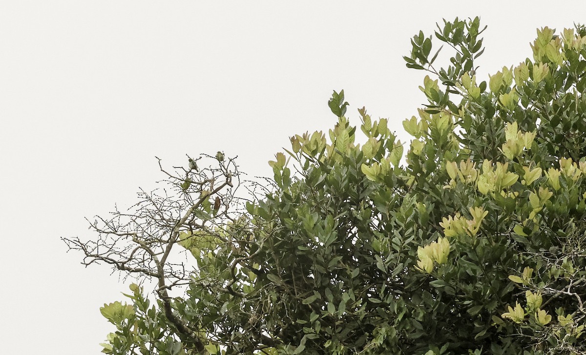 Short-billed Honeycreeper - ML620383073