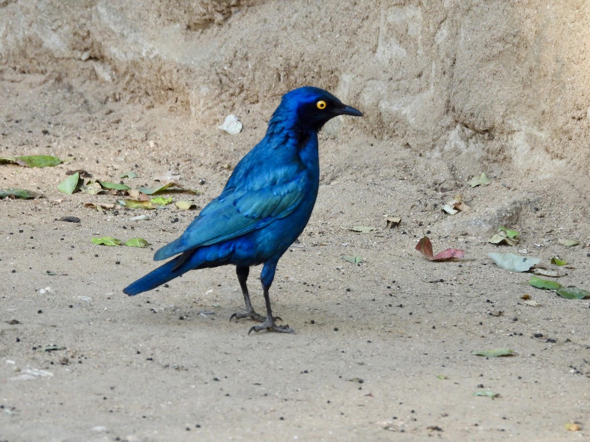 Greater Blue-eared Starling - ML620383082