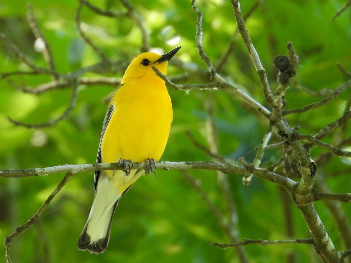 Prothonotary Warbler - ML620383083