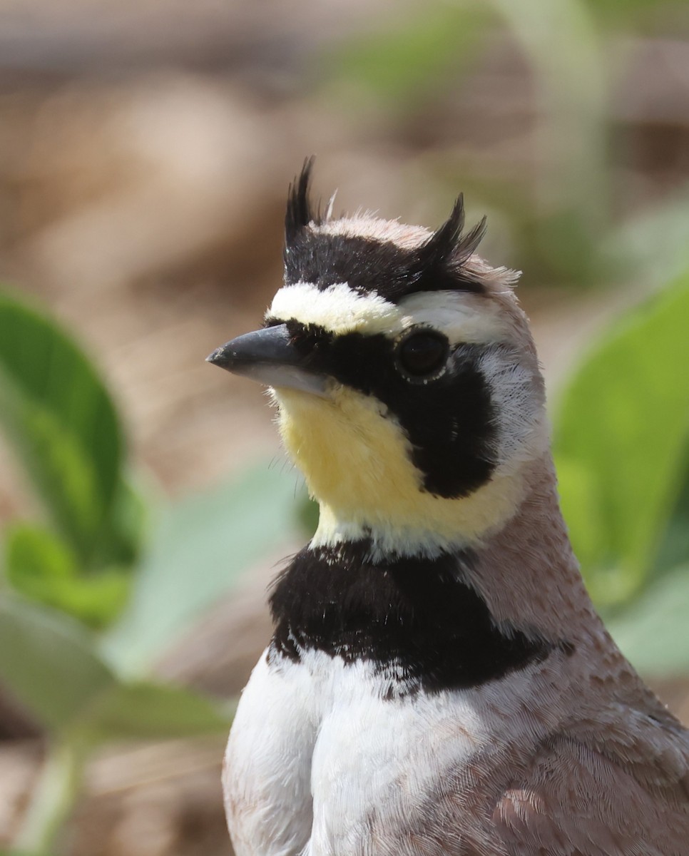 Horned Lark (Eastern dark Group) - ML620383084