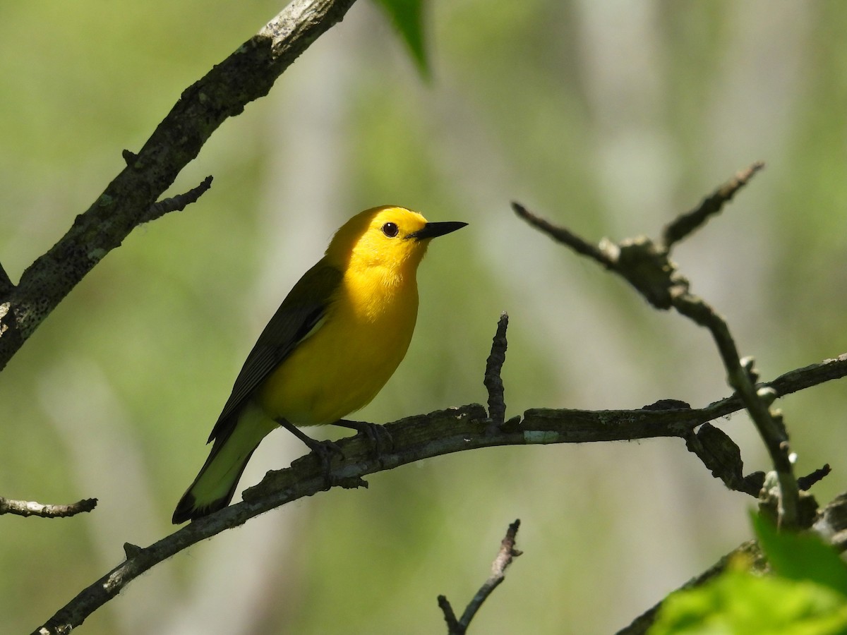 Prothonotary Warbler - ML620383088