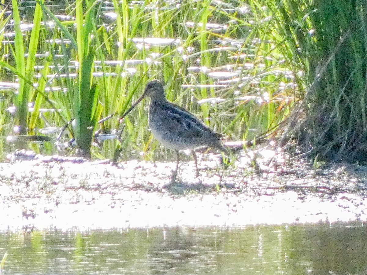 Wilson's Snipe - ML620383091