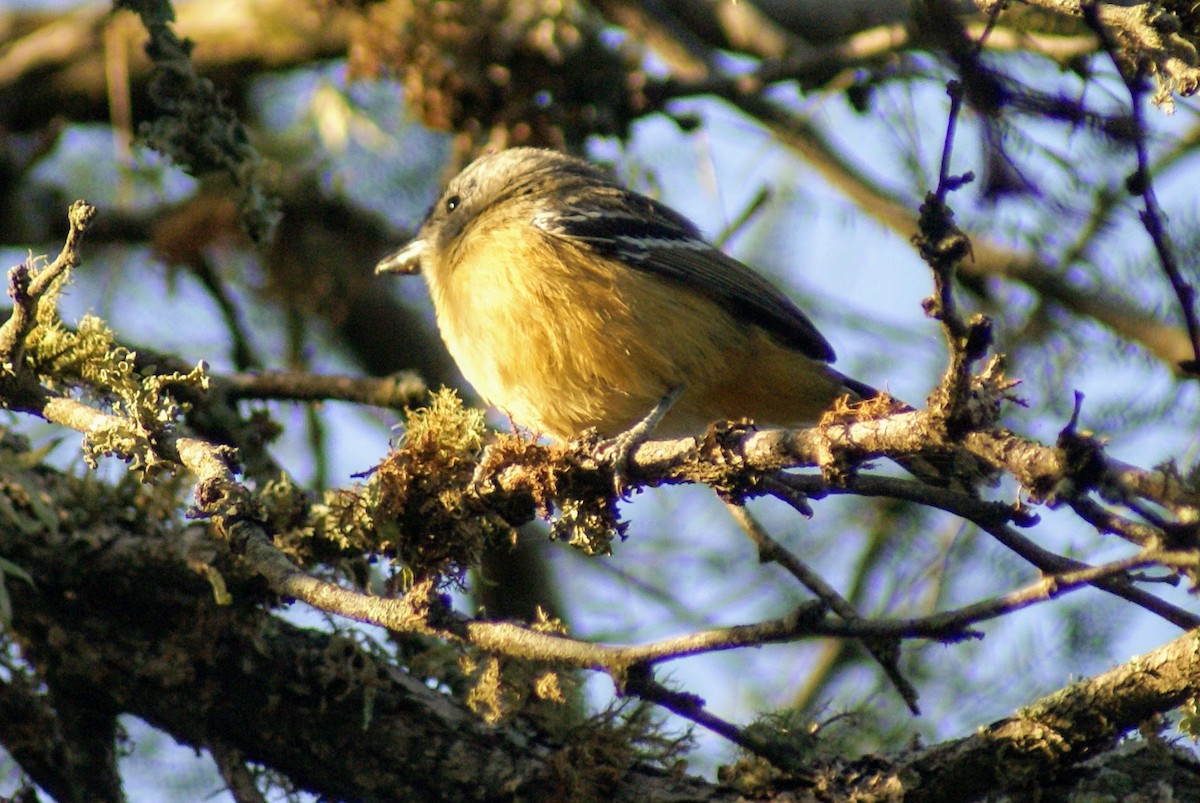 Variable Antshrike - ML620383094