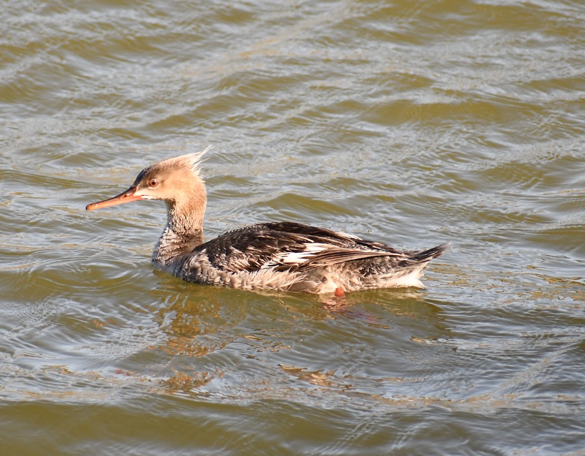 Red-breasted Merganser - ML620383097