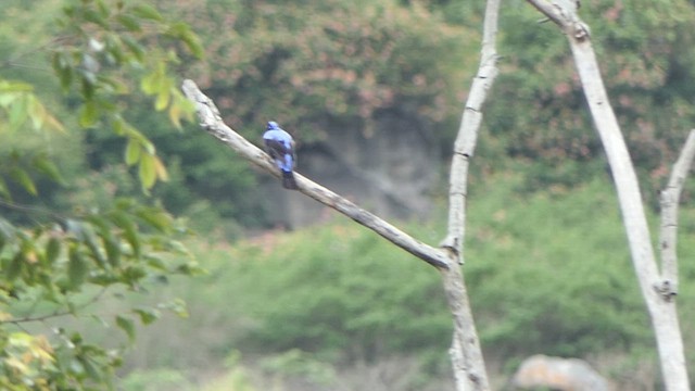 Asian Fairy-bluebird - ML620383109