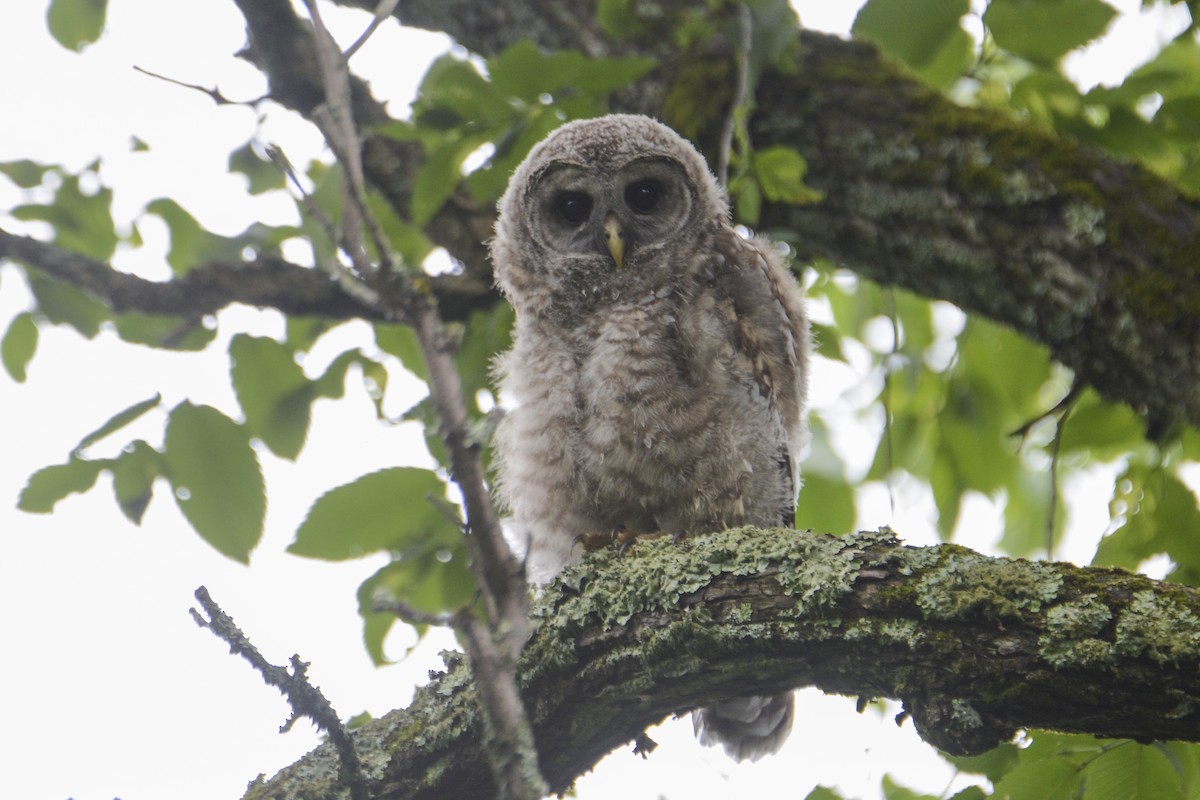 Barred Owl - ML620383113