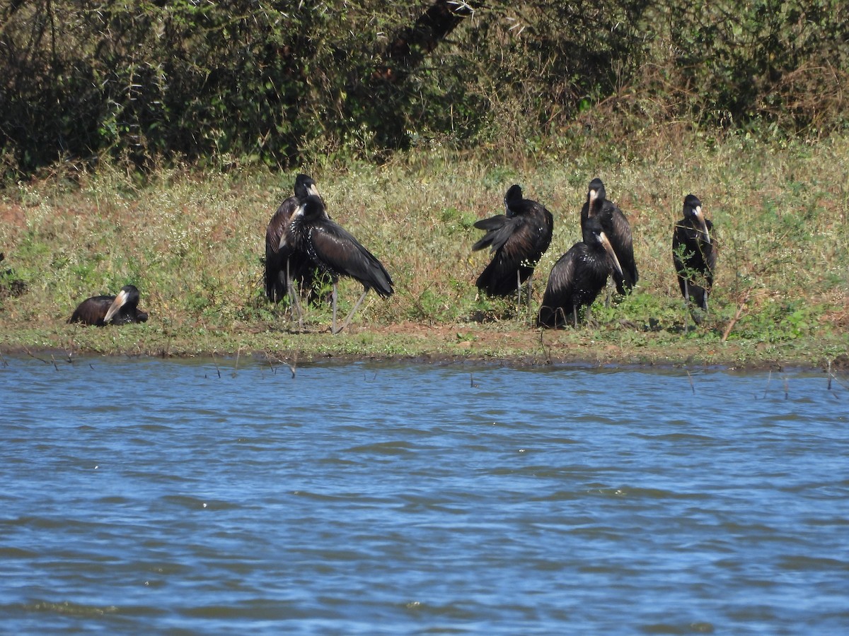 African Openbill - ML620383124