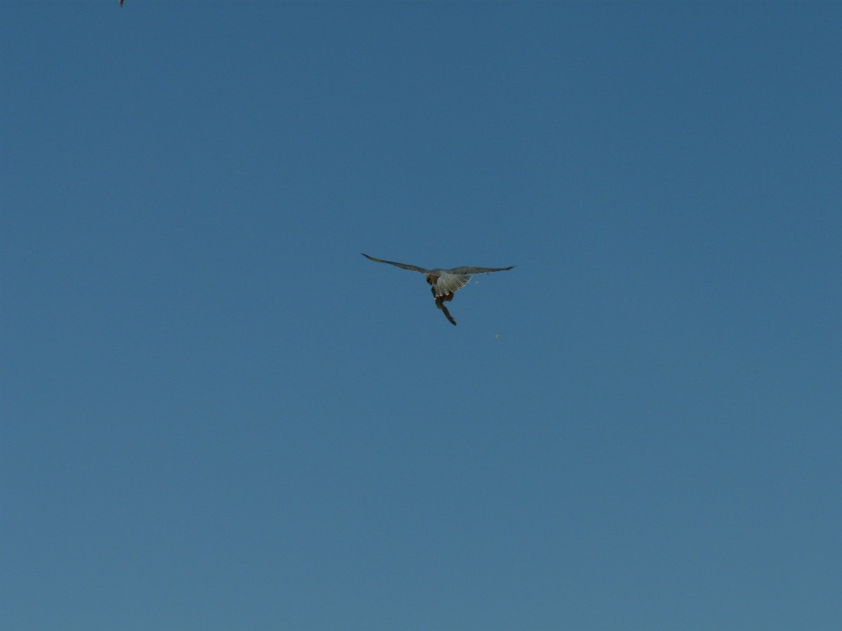 Lanner Falcon - Bev Agler