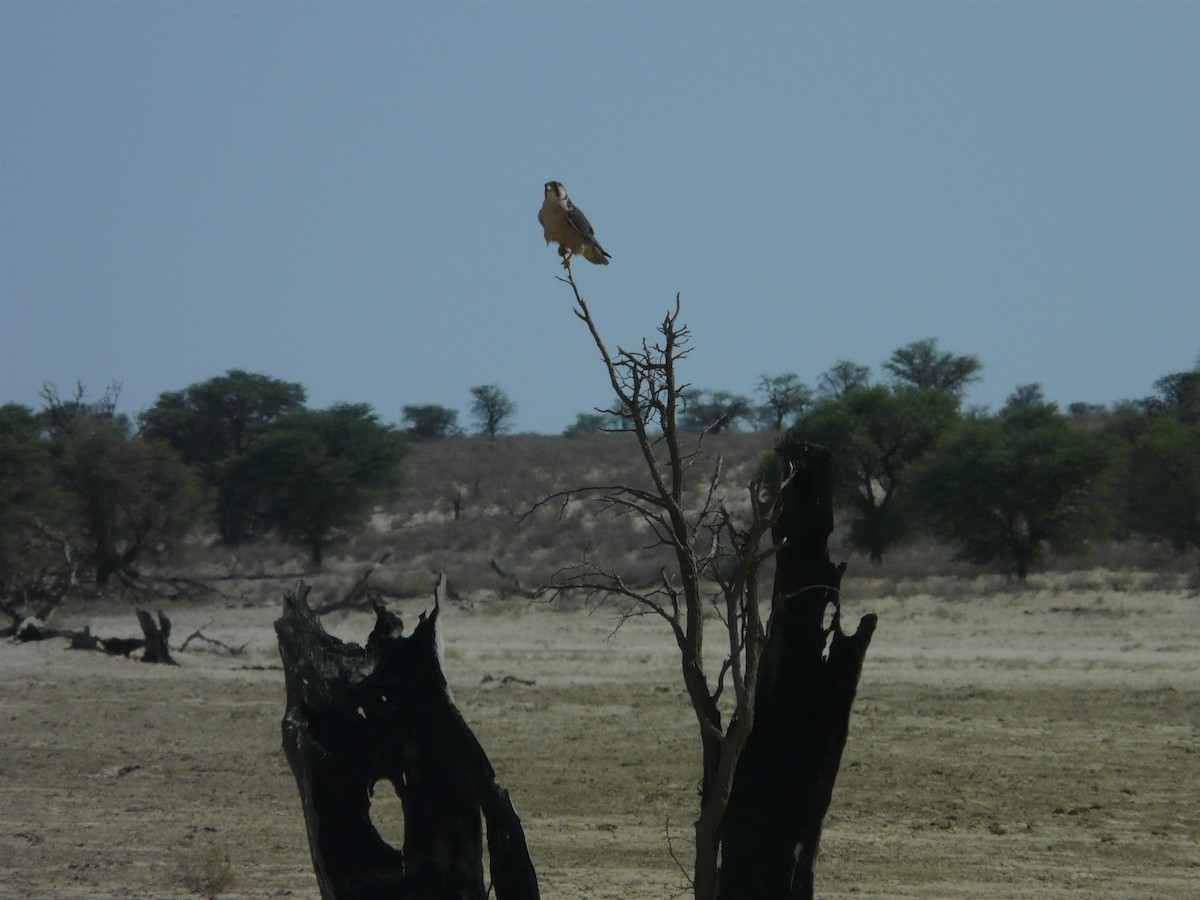 Lanner Falcon - ML620383133