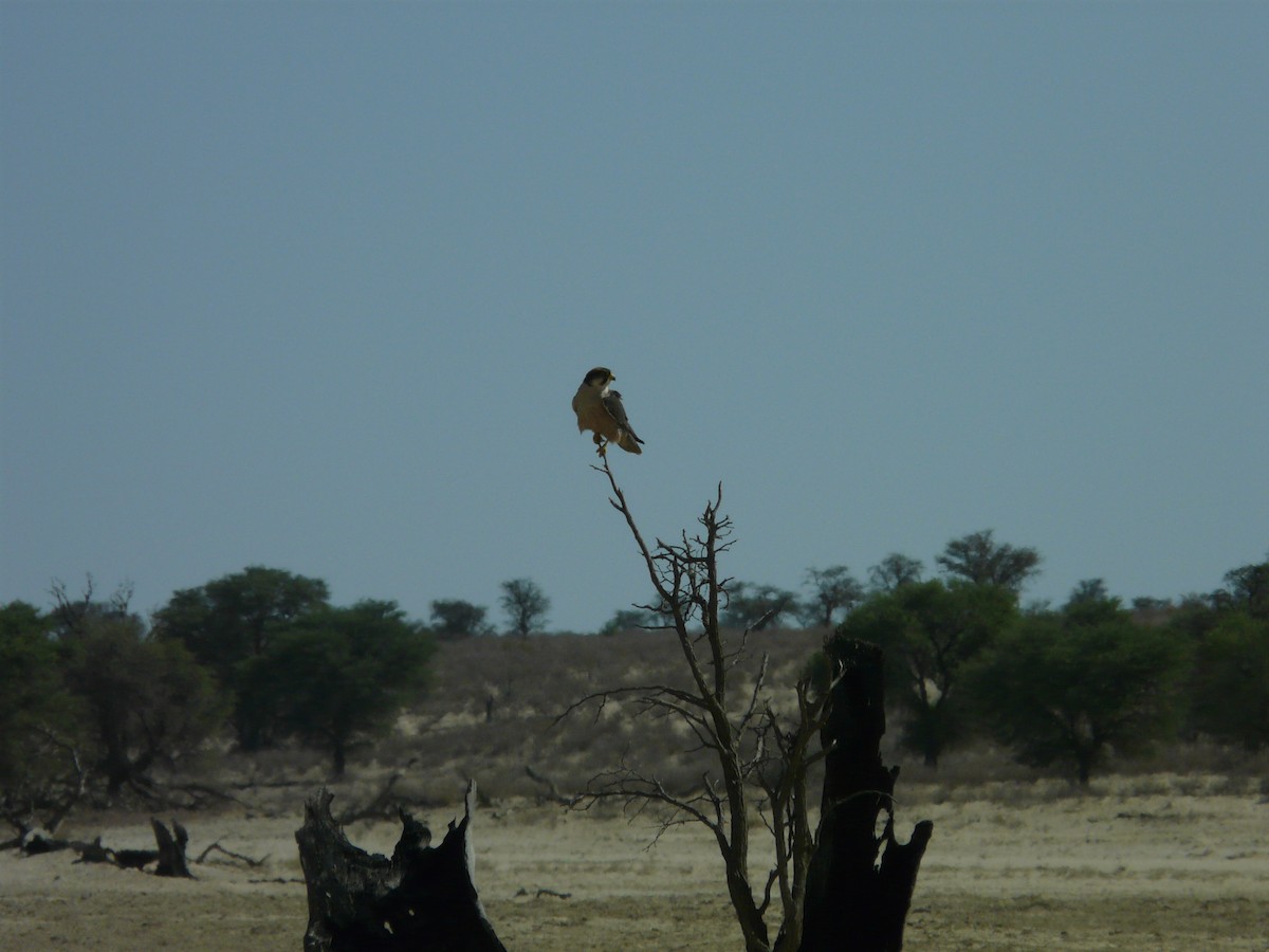 Lanner Falcon - ML620383134