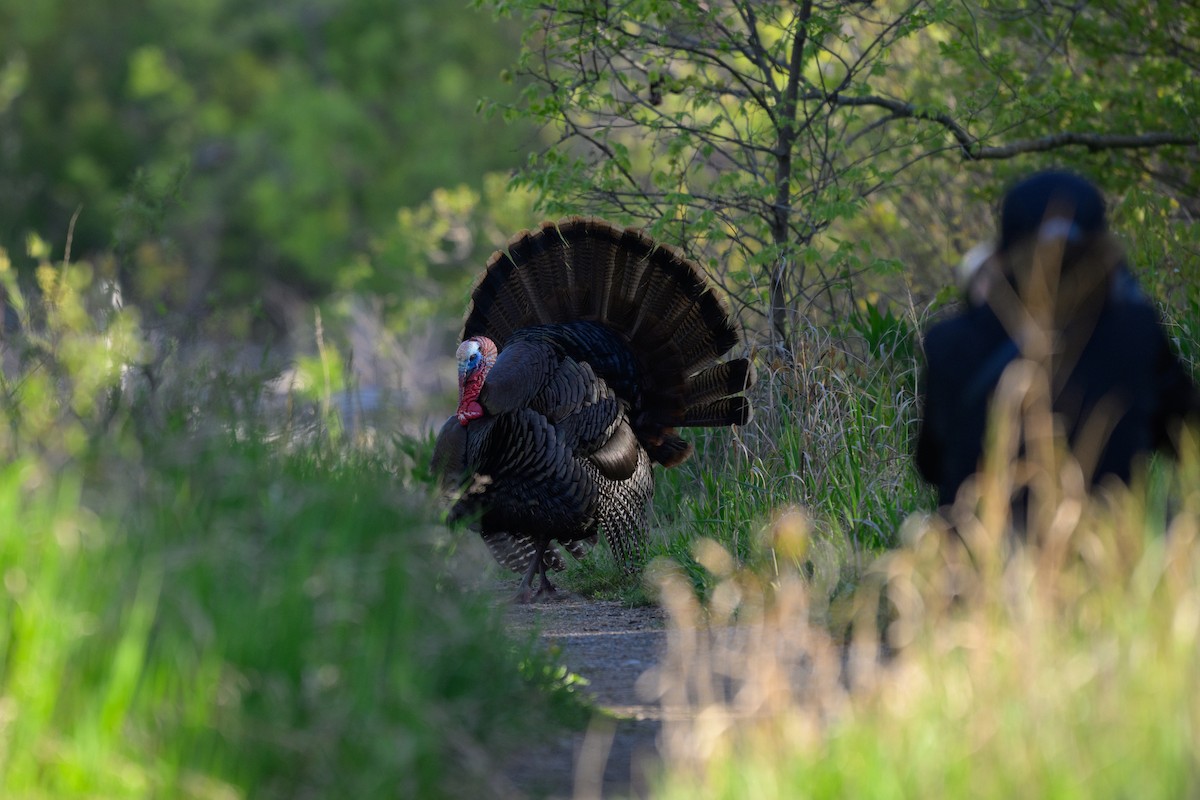 Wild Turkey - ML620383139