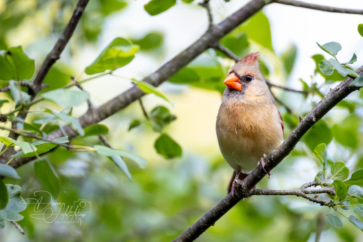 ショウジョウコウカンチョウ（cardinalis グループ） - ML620383148