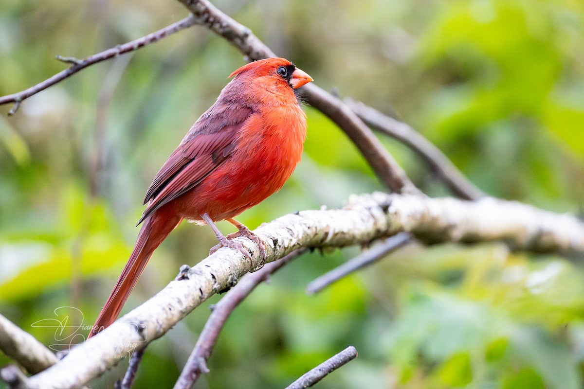 Cardinal rouge (groupe cardinalis) - ML620383151