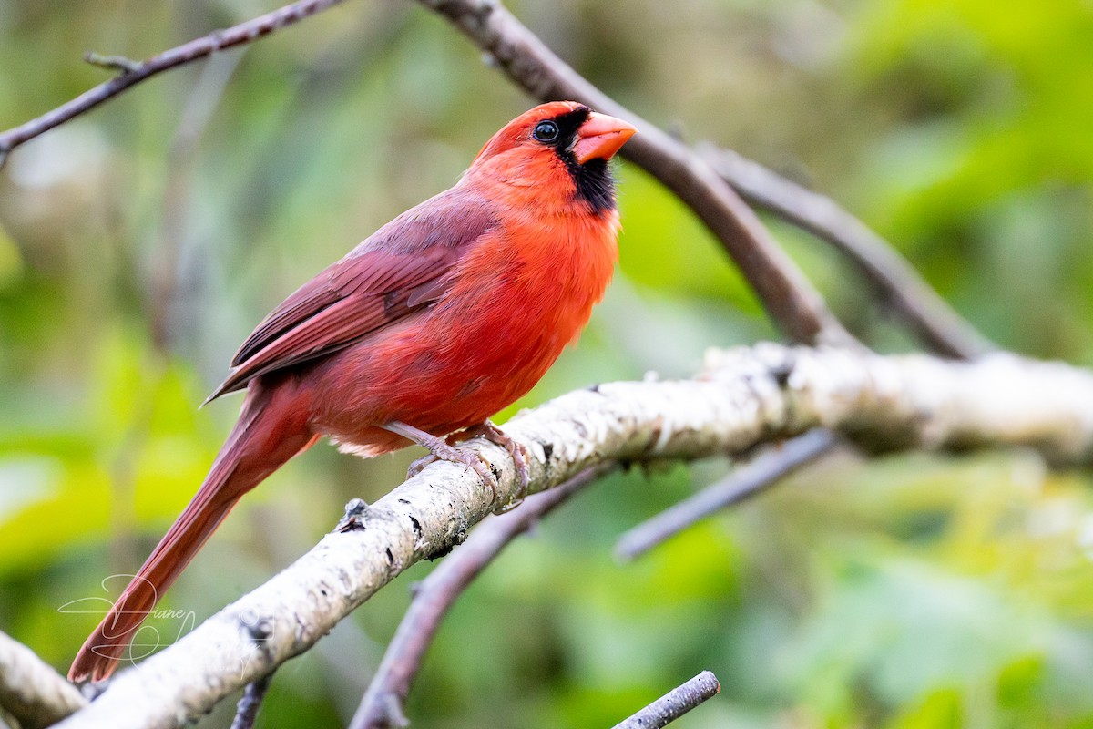 kardinál červený [skupina cardinalis] - ML620383152