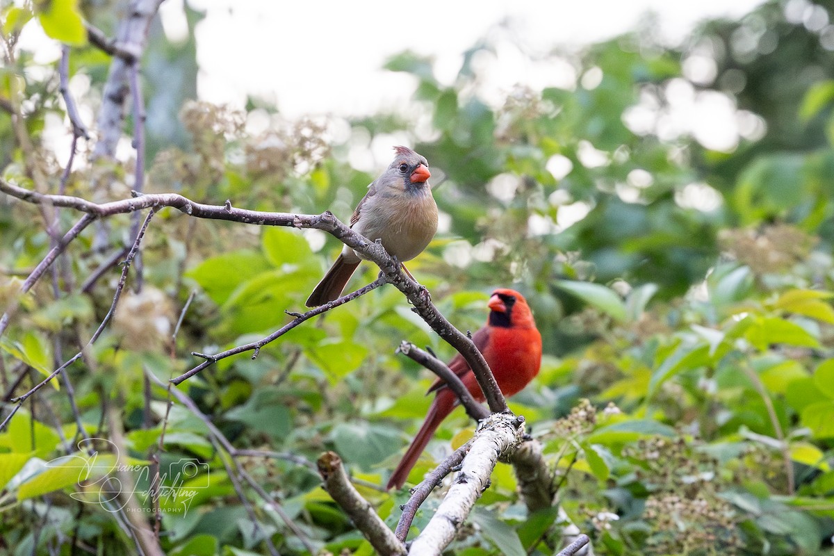 kardinál červený [skupina cardinalis] - ML620383153