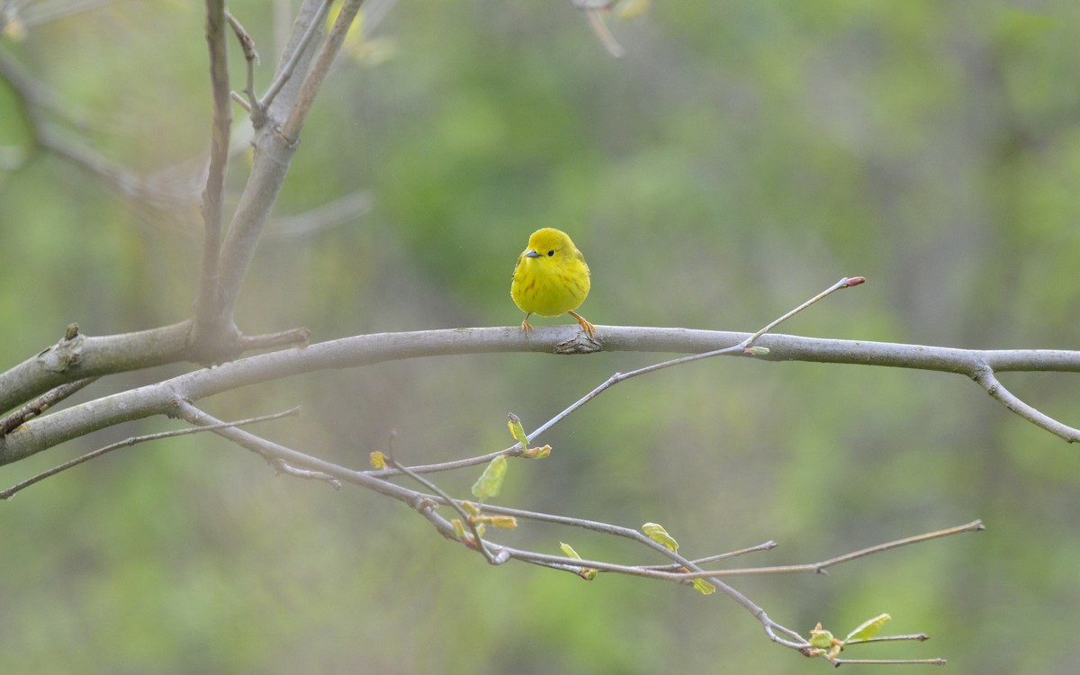 Paruline jaune - ML620383161