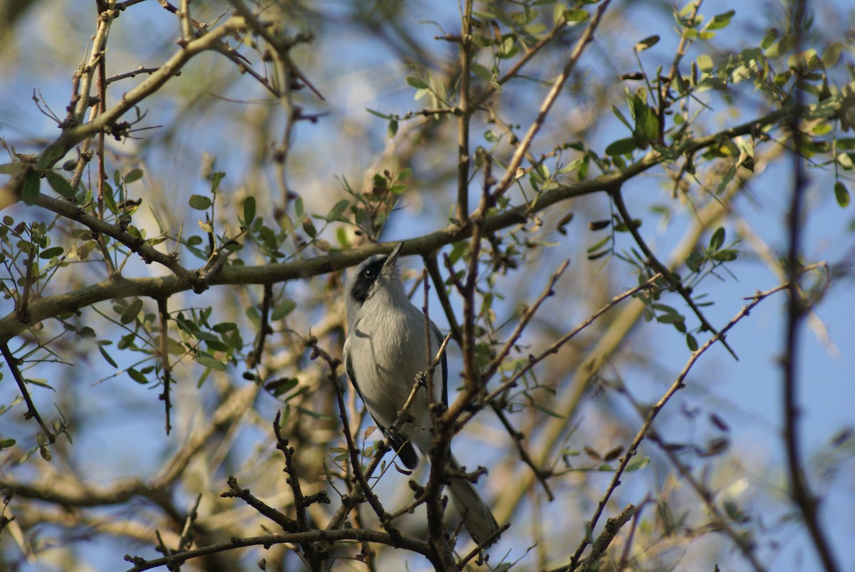 Gobemoucheron masqué - ML620383168