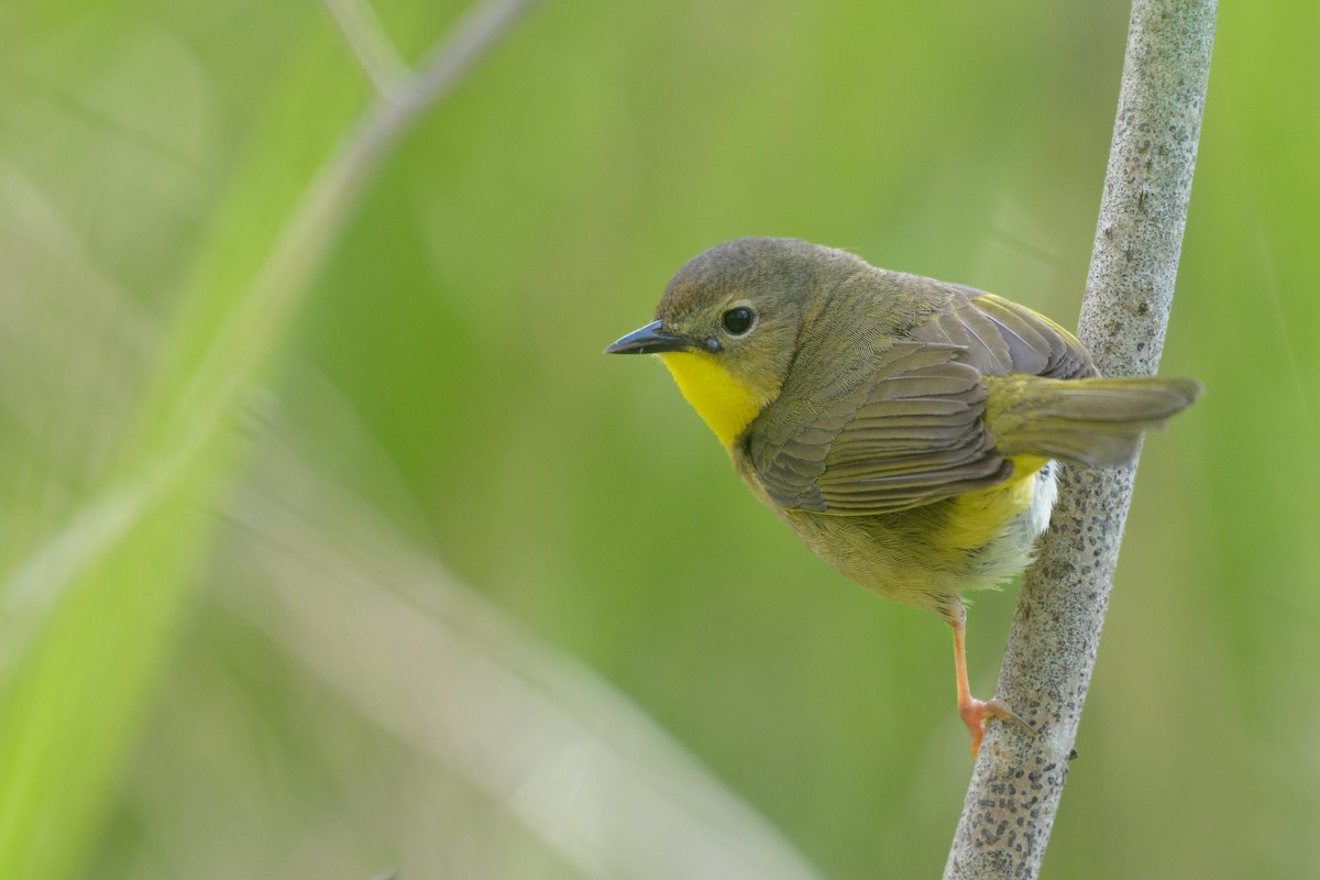 Common Yellowthroat - ML620383171