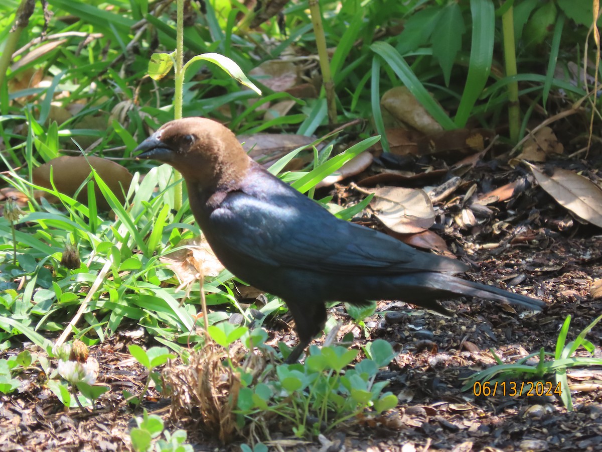 Brown-headed Cowbird - ML620383178