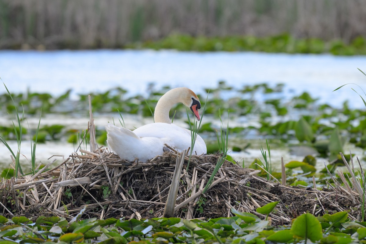 Cygne tuberculé - ML620383183