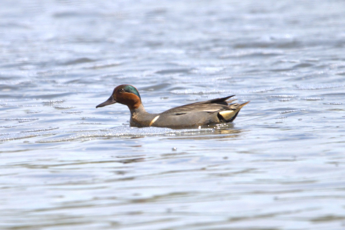 Green-winged Teal - ML620383188